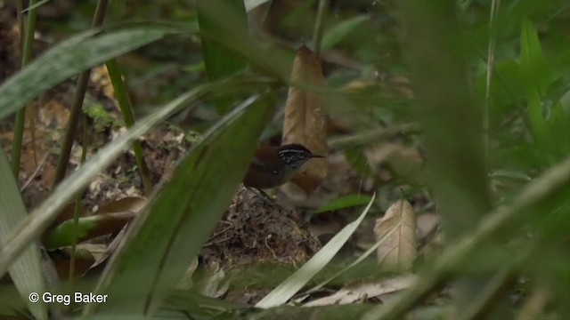 White-breasted Wood-Wren (Sclater's) - ML201814291