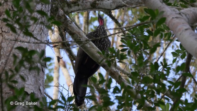 Crested Guan - ML201814301