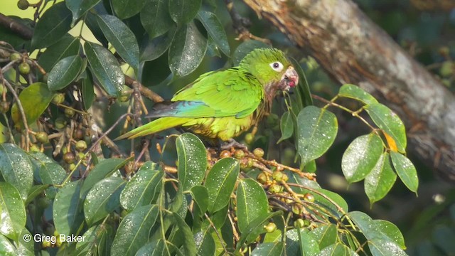 Olive-throated Parakeet (Aztec) - ML201814341