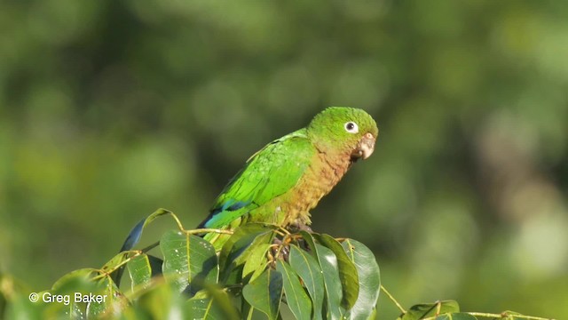 Olive-throated Parakeet (Aztec) - ML201814351