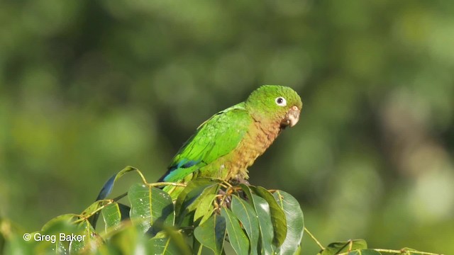 Conure naine (astec/vicinalis) - ML201814351