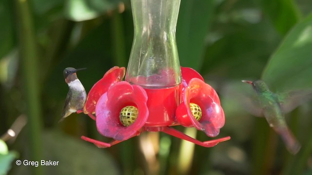 Рубиновогорлый колибри - ML201814431