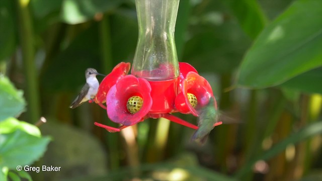 Ruby-throated Hummingbird - ML201814441