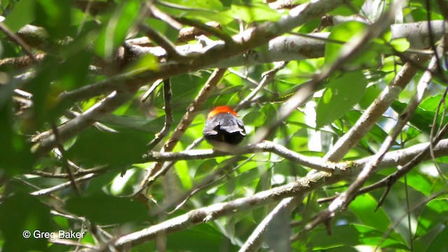 Red-capped Manakin - ML201814491