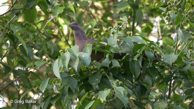 holub krátkozobý - ML201814561