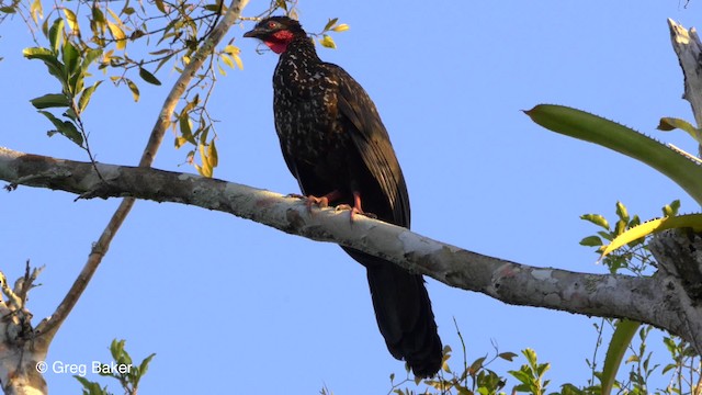 Crested Guan - ML201814611