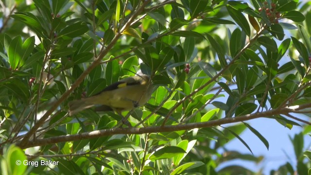 Yellow-winged Tanager - ML201814661