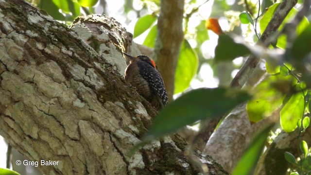 Black-cheeked Woodpecker - ML201814671