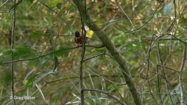 American Pygmy Kingfisher - ML201814721