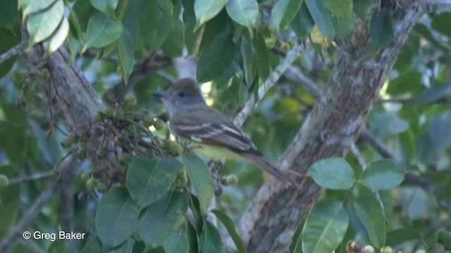 Great Crested Flycatcher - ML201814731