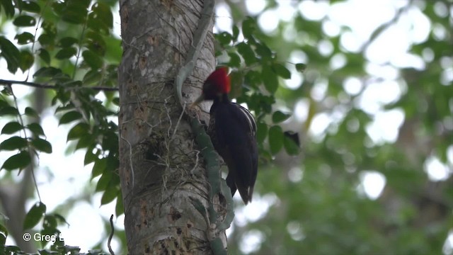 Pale-billed Woodpecker - ML201814771