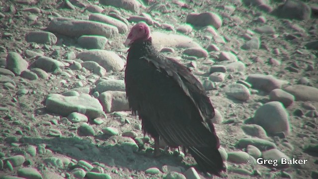 Turkey Vulture (South Temperate) - ML201814901