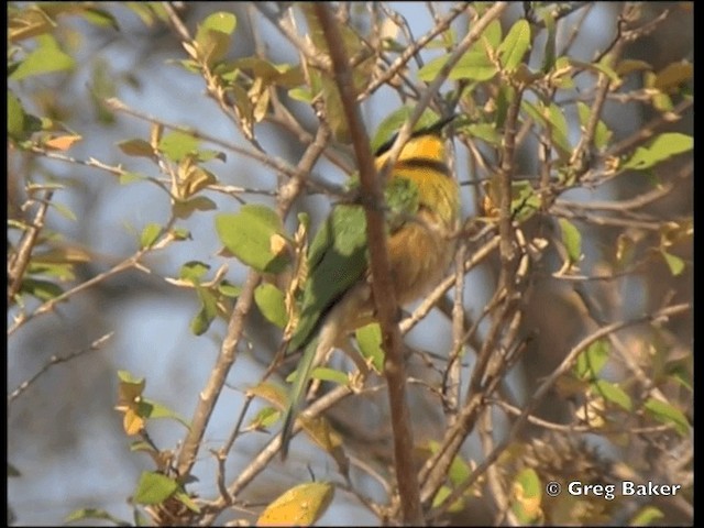 Little Bee-eater - ML201815441