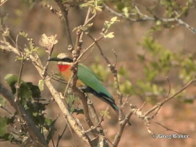 White-fronted Bee-eater - ML201815451
