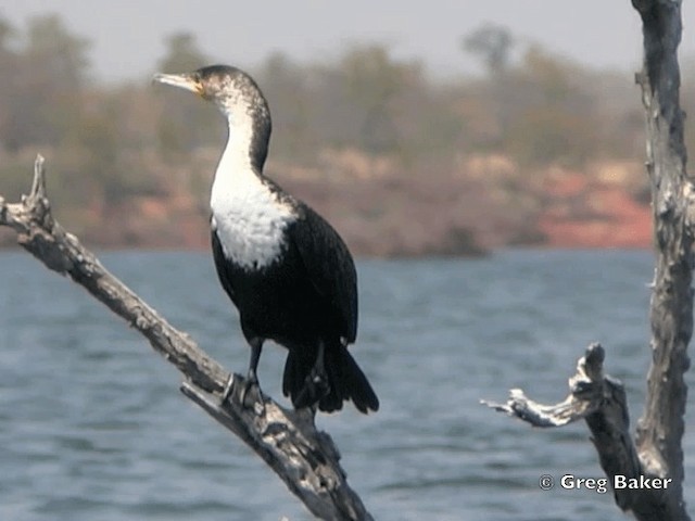 Great Cormorant (White-breasted) - ML201815521