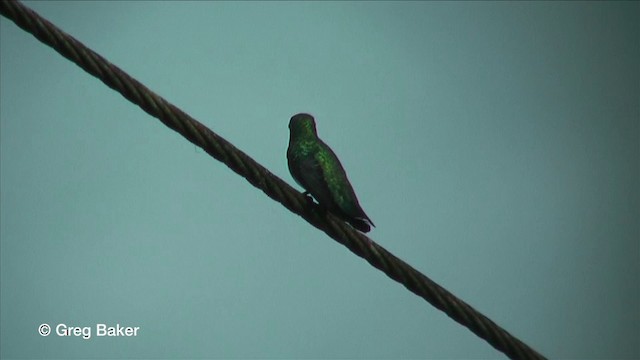 kolibřík tropický - ML201815651
