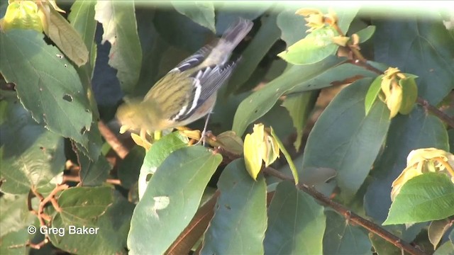 Bay-breasted Warbler - ML201815821