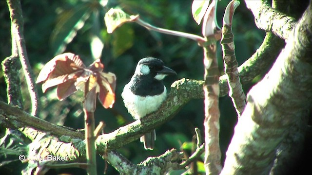 Black-breasted Puffbird - ML201815831