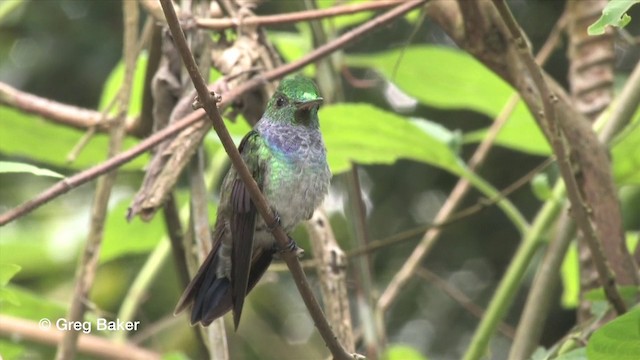 Blue-chested Hummingbird - ML201815861