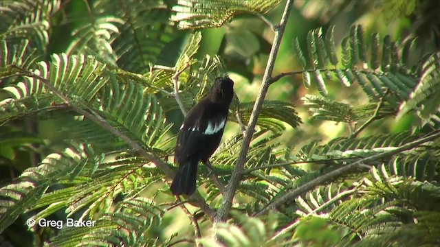 White-shouldered Tanager - ML201815951