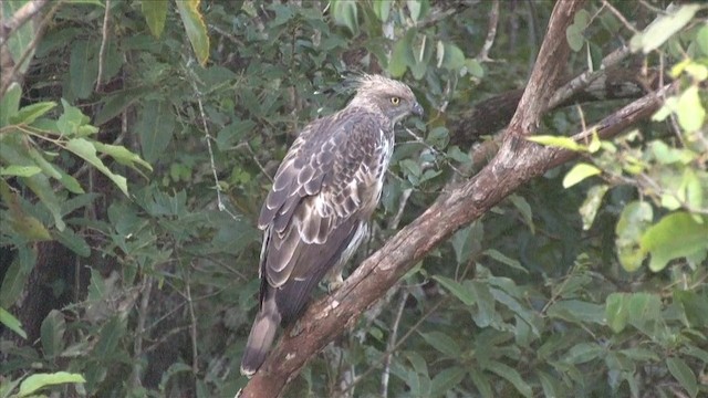 Changeable Hawk-Eagle (Crested) - ML201816181
