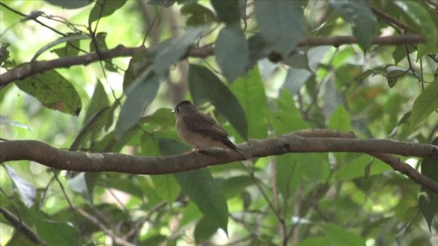 Brown-breasted Flycatcher - ML201816211