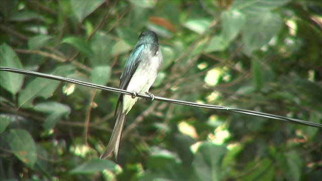  - White-bellied Drongo (White-vented)