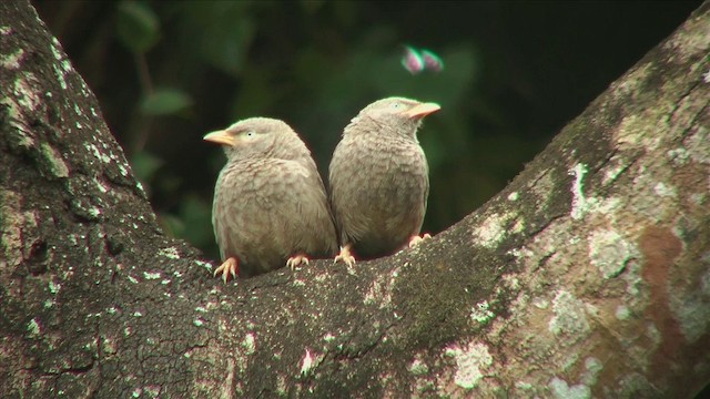  - Yellow-billed Babbler