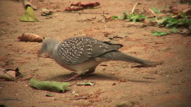 Spotted Dove (Western) - ML201816251