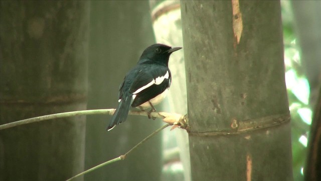 Oriental Magpie-Robin (Oriental) - ML201816261