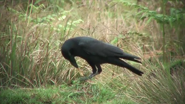 Large-billed Crow (Indian Jungle) - ML201816451