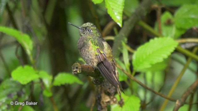 kolibřík žlutoocasý - ML201816491