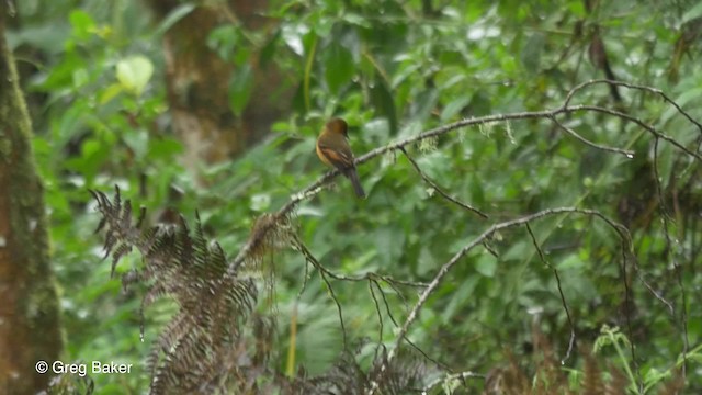 Cinnamon Flycatcher (Andean) - ML201816551