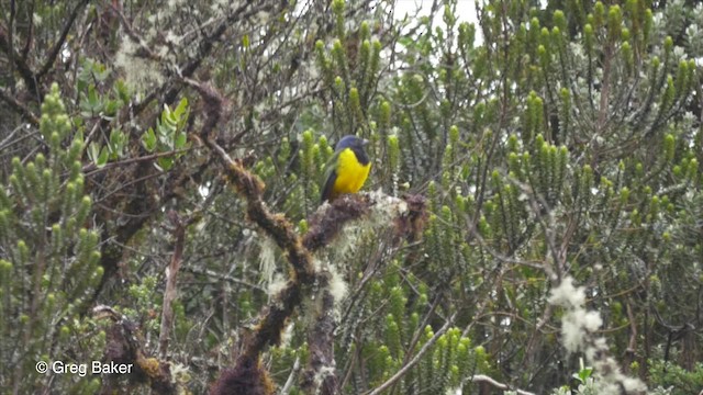 Black-chested Mountain Tanager - ML201816641