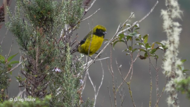 Masked Mountain Tanager - ML201816661