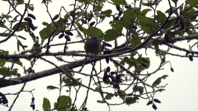 Gray-hooded Bush Tanager (rubrirostris) - ML201816691