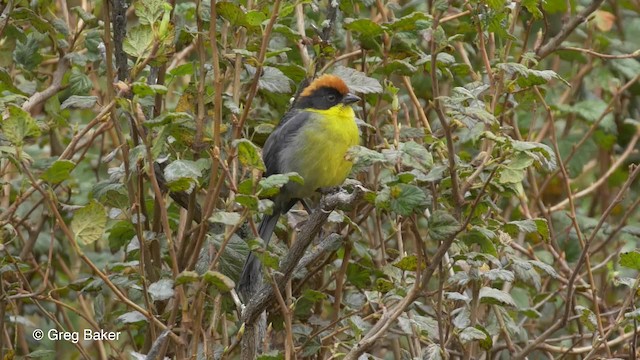Yellow-breasted Brushfinch (Yellow-breasted) - ML201816751