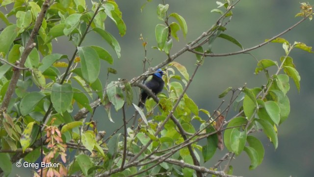 Blue-necked Tanager - ML201816851