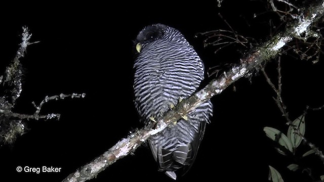 Black-banded Owl (San Isidro) - ML201816881