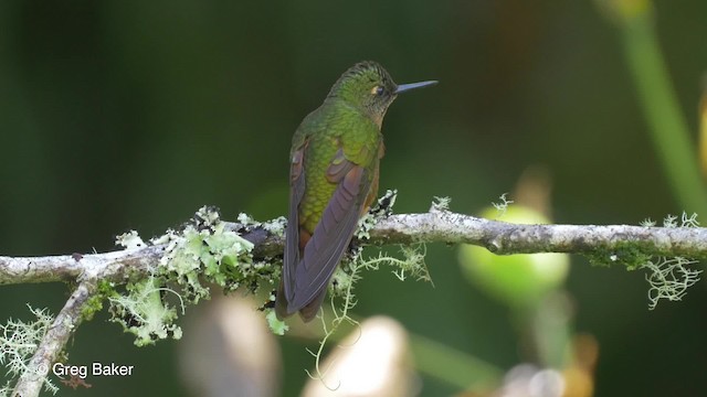 kolibřík peruánský - ML201817011