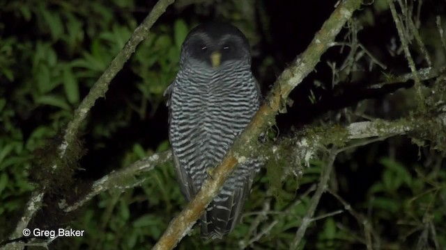 Black-banded Owl (San Isidro) - ML201817071