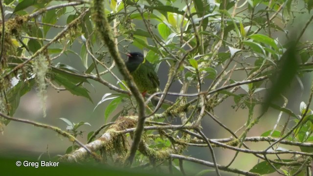 Green-and-black Fruiteater (Green-and-black) - ML201817091