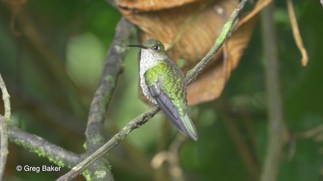 Many-spotted Hummingbird - ML201817231