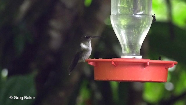 Ekvador Kuyrukkakan Kolibrisi - ML201817241