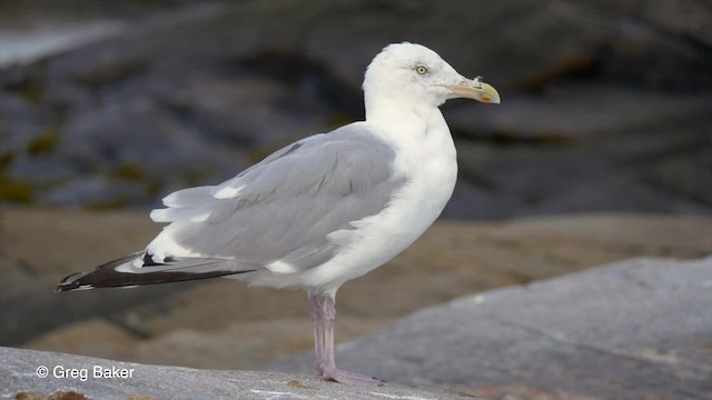 Herring Gull (American) - ML201817541