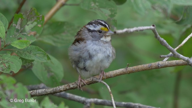 White-throated Sparrow - ML201817731