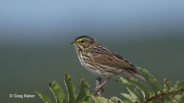 Savannah Sparrow (Savannah) - ML201817941