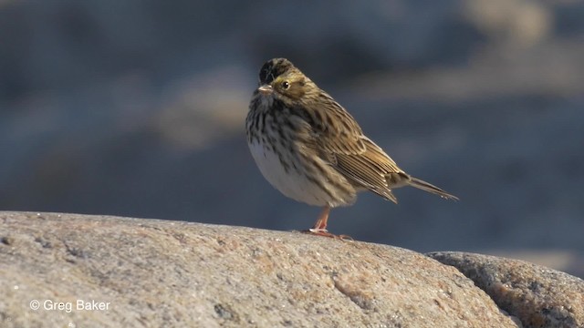 Savannah Sparrow (Savannah) - ML201817951