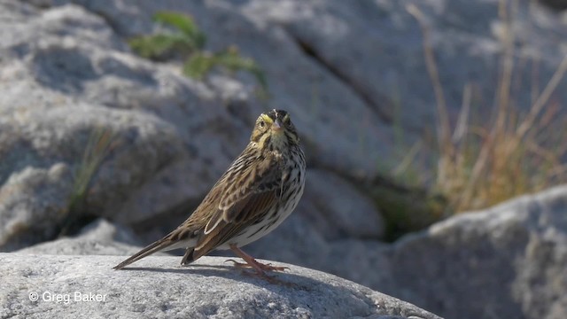 Savannah Sparrow (Savannah) - ML201817961