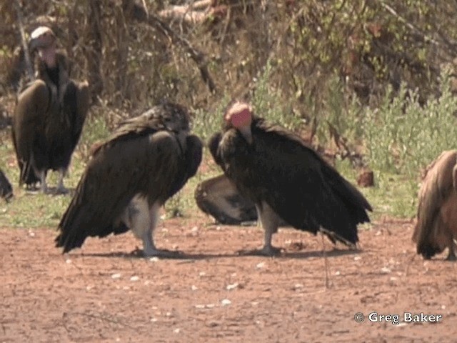 Lappet-faced Vulture - ML201818121